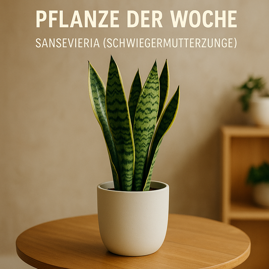Pflanze der Woche: Sansevieria – die unverwüstliche Schwiegermutterzunge