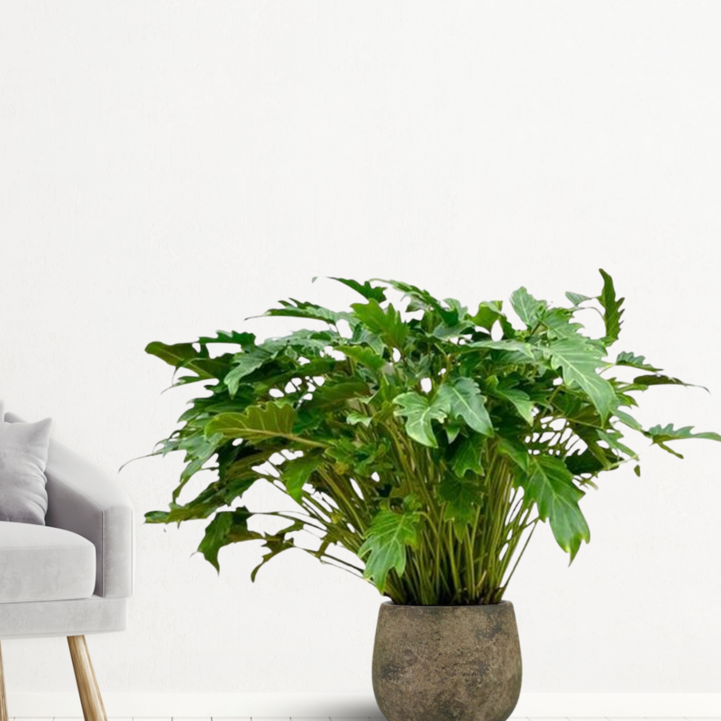 Philodendron Xanadu - ⭥80cm