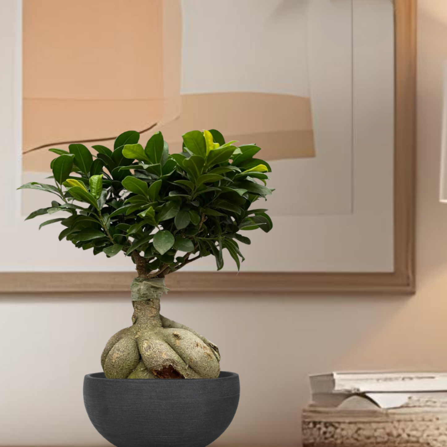 Ficus Microcarpa Ginseng - "Ginseng Feigenbaum" - ⭥50cm