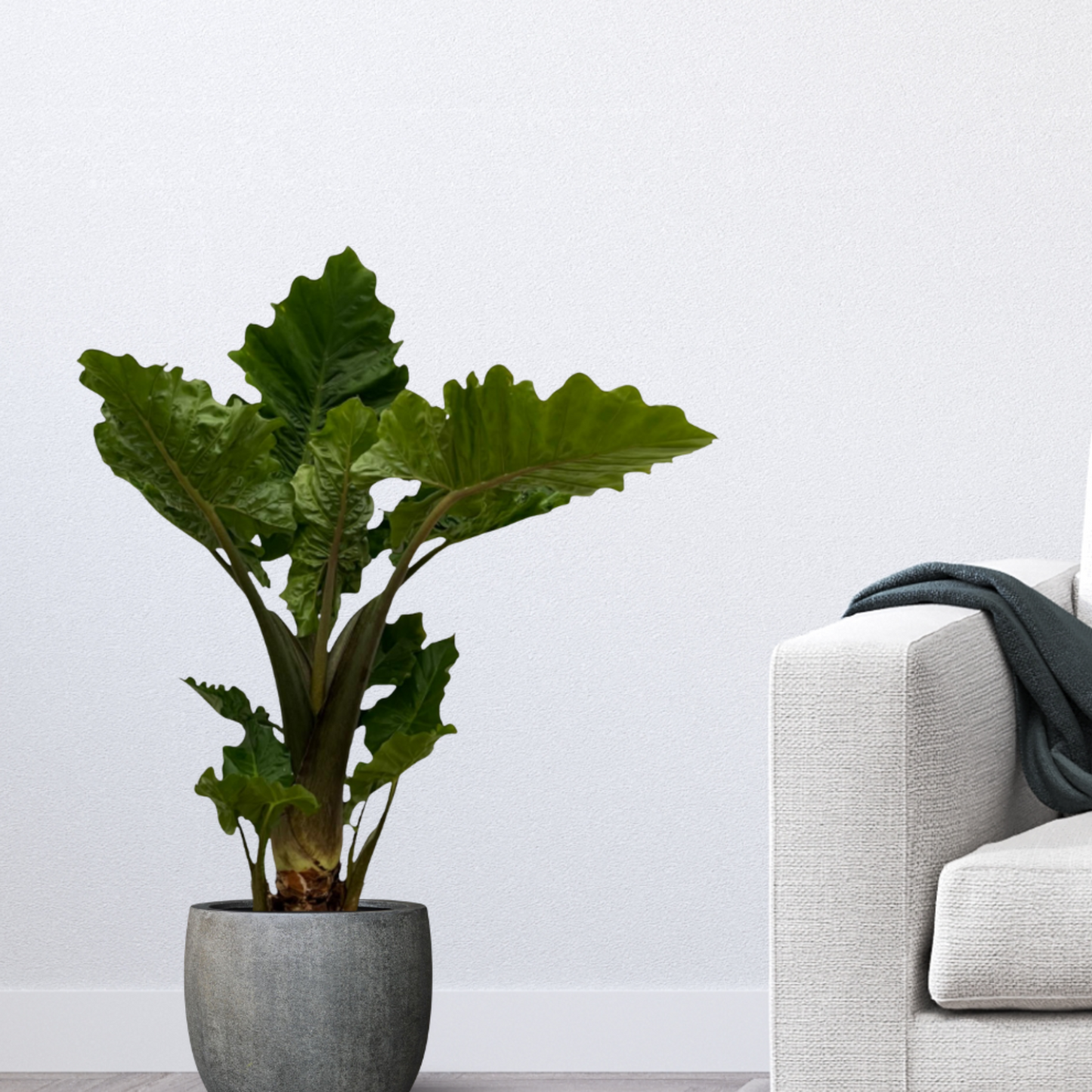 Alocasia Low Rider - ⭥75cm