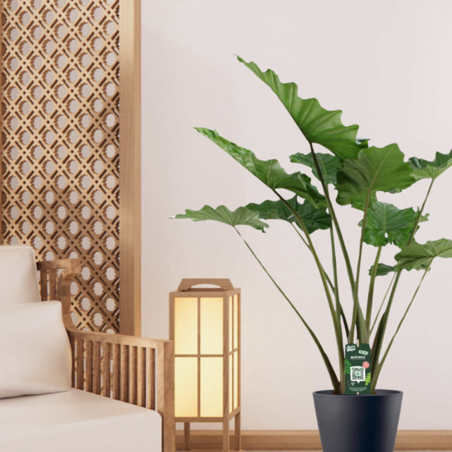 Alocasia Portodora - "Wellen-Elefantenohr" - ⭥140cm