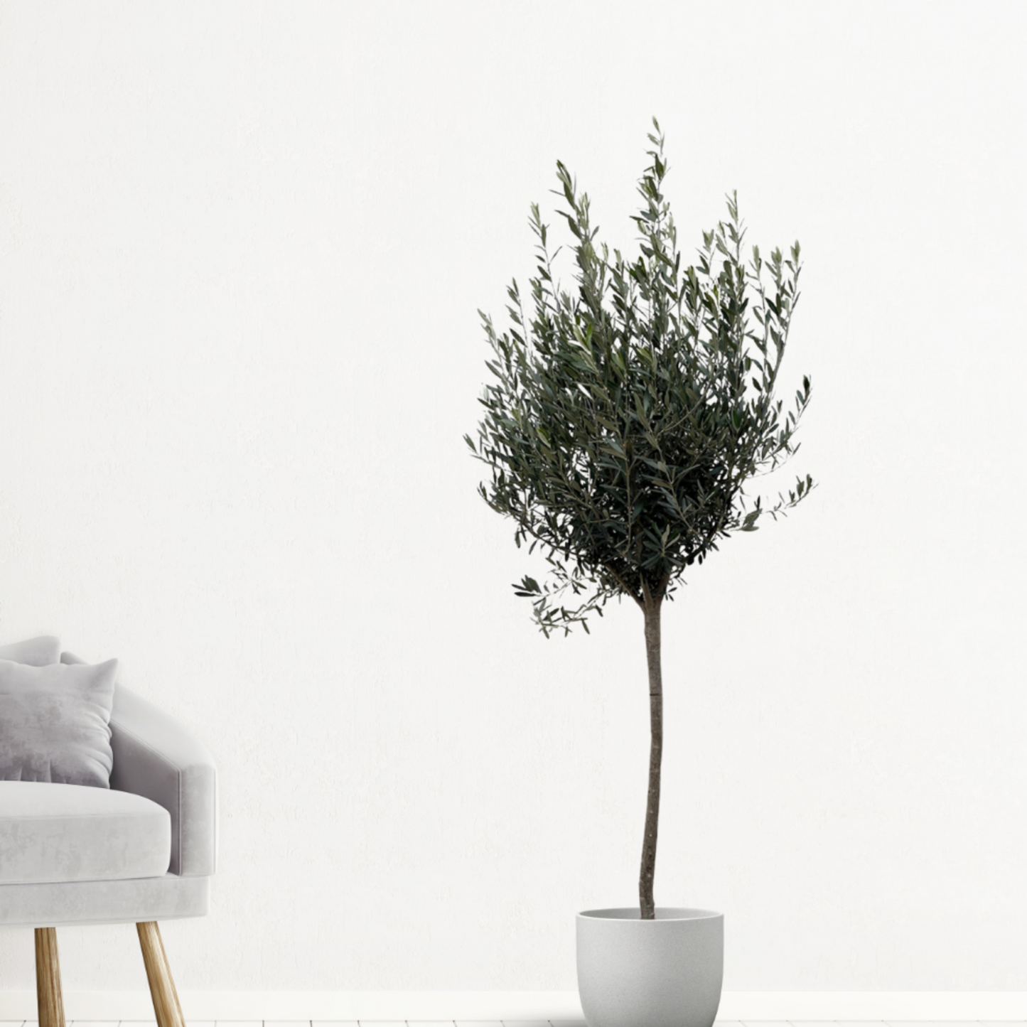 Olea Europaea - "Olivenbaum" - ⭥180cm