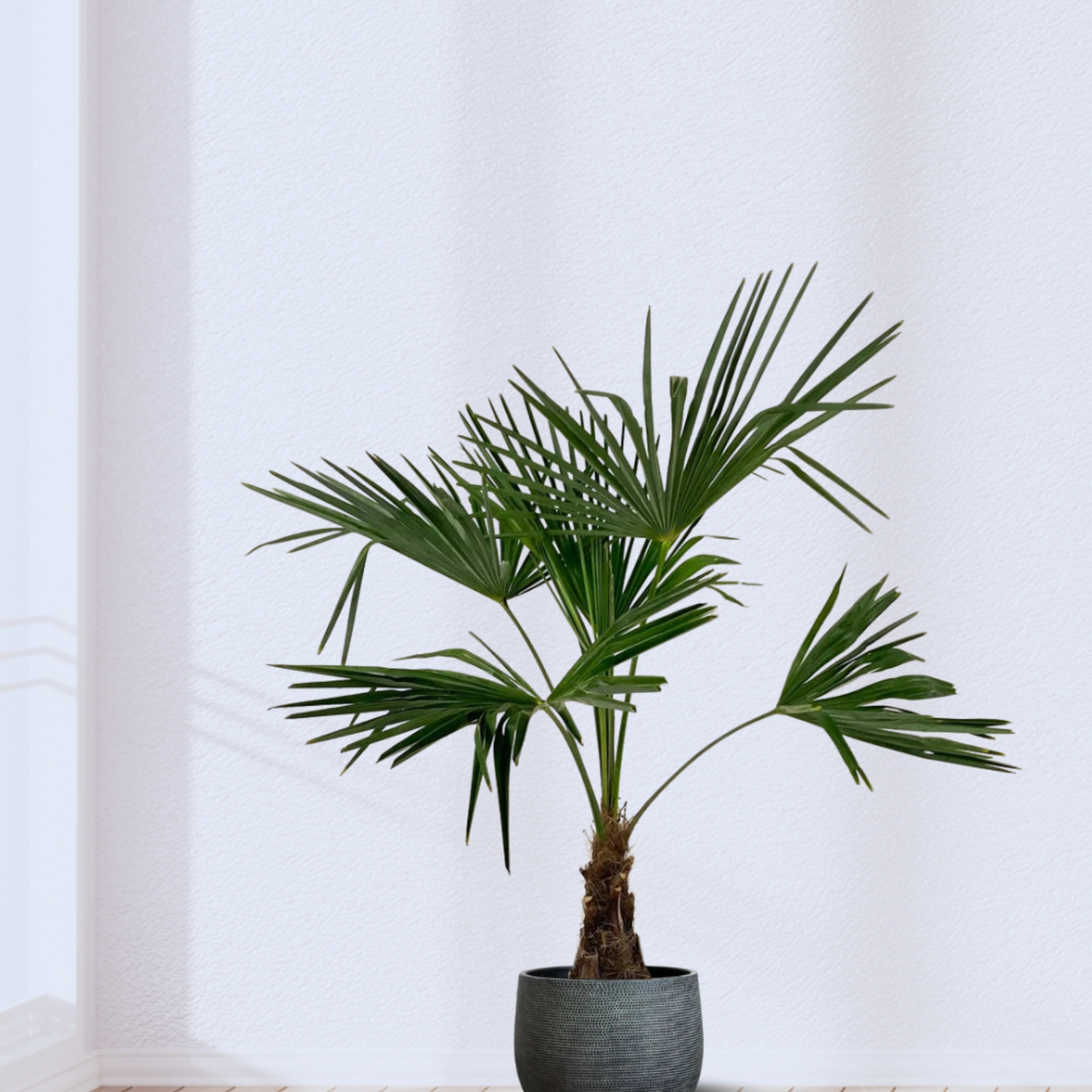 Trachycarpus Fortunei - "Chinesische Hanfpalme" - ⭥100cm