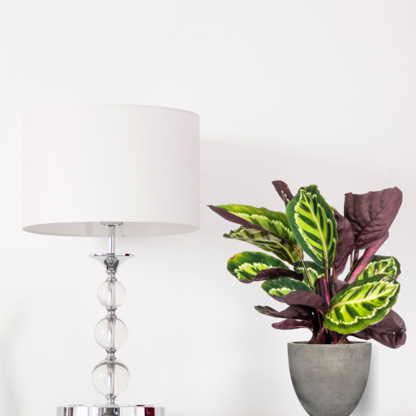 Calathea Roseopicta - ⭥45cm