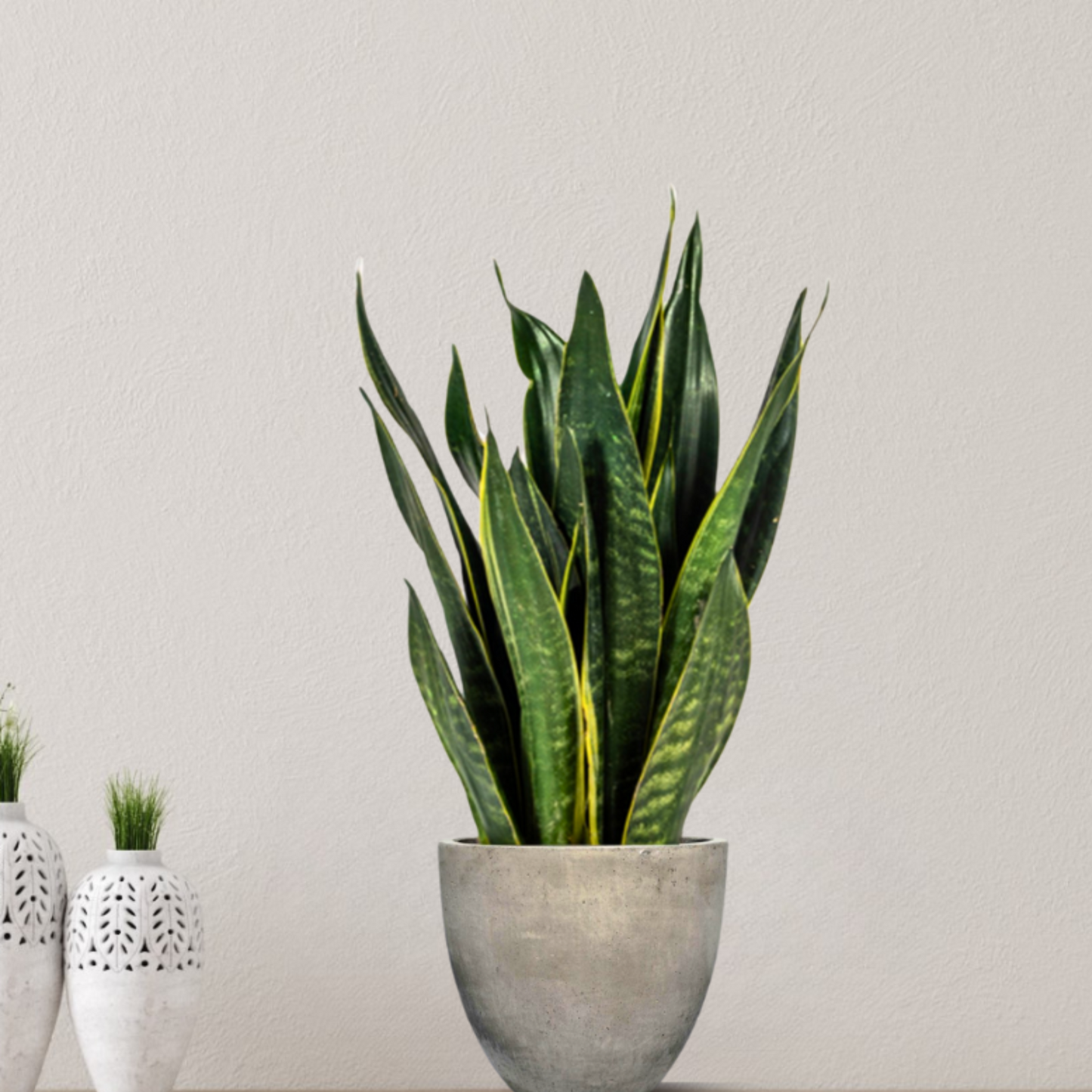 Sansevieria Trifasciata "Futura Black" - ⭥50cm