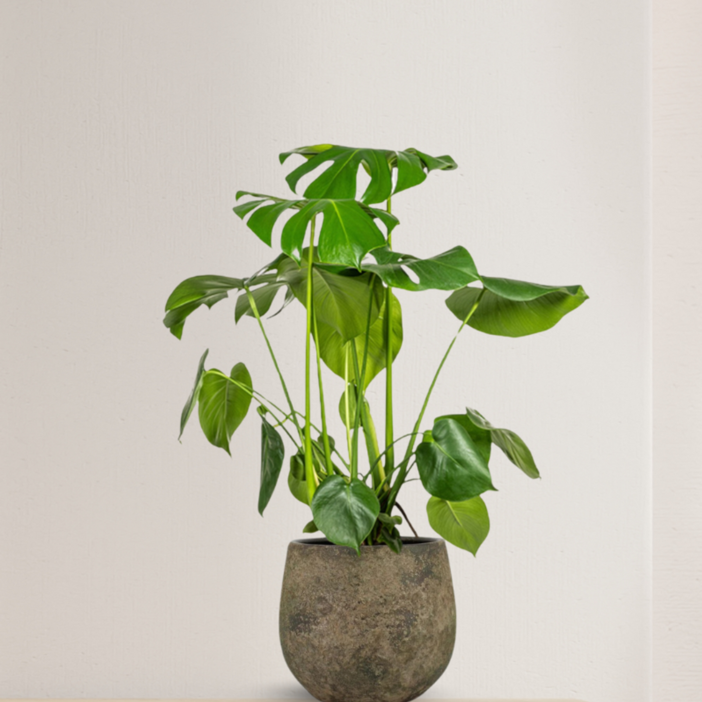 Monstera Deliciosa Tauerii - "Kompaktes Fensterblatt" - ⭥80cm