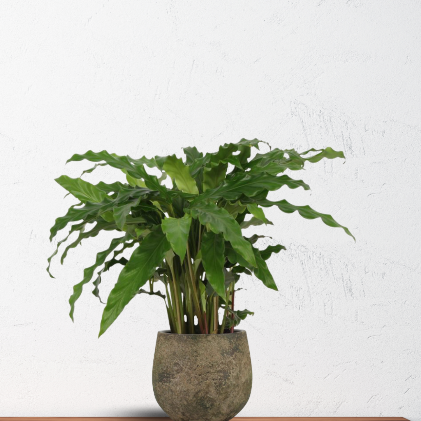 Calathea Bluegrass - ⭥35cm