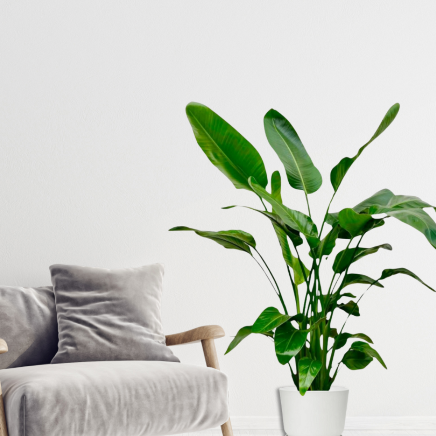 2x Strelitzia Nicolai (⭥130cm) - "Paradiesvogelblume"