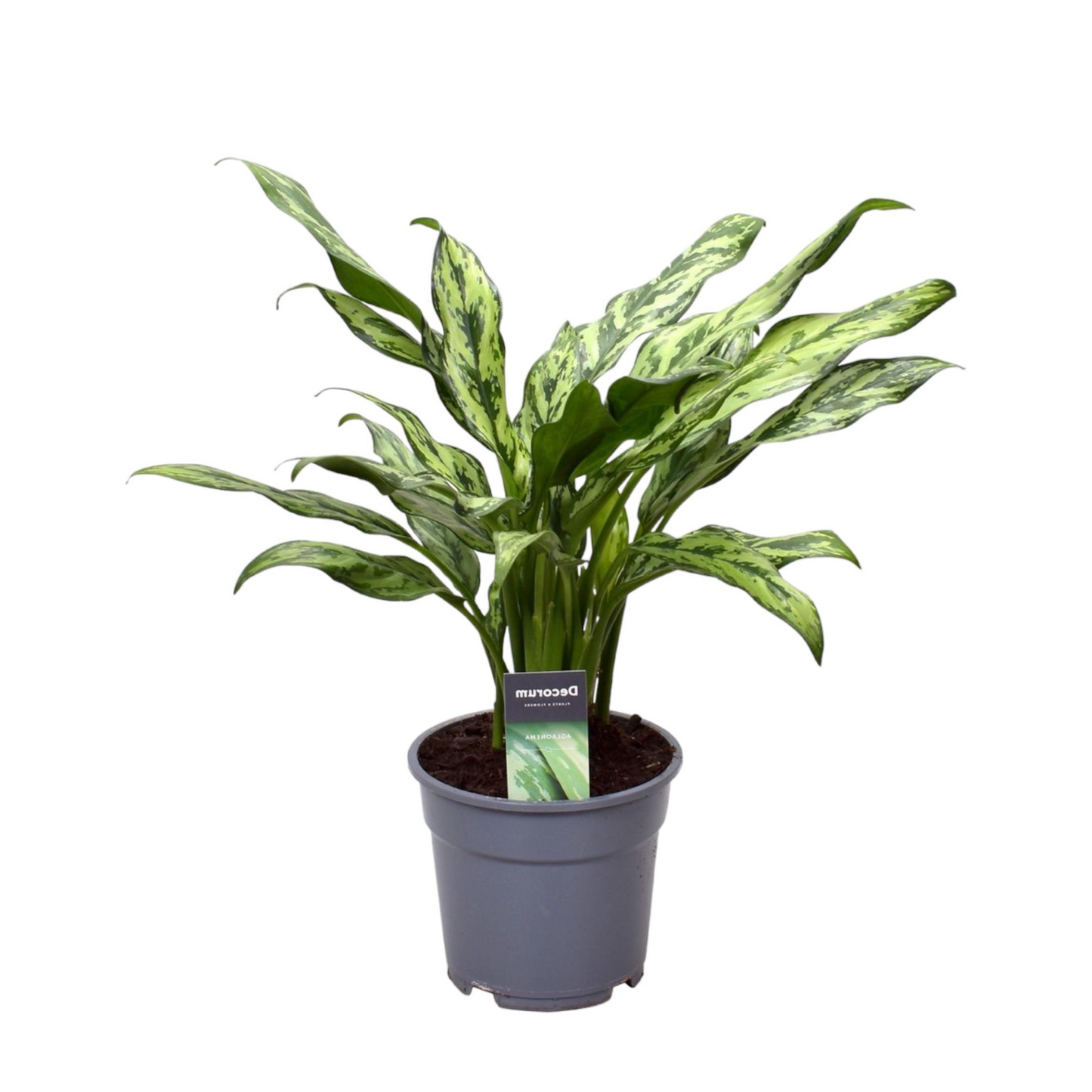 Aglaonema Juliette - ⭥40cm