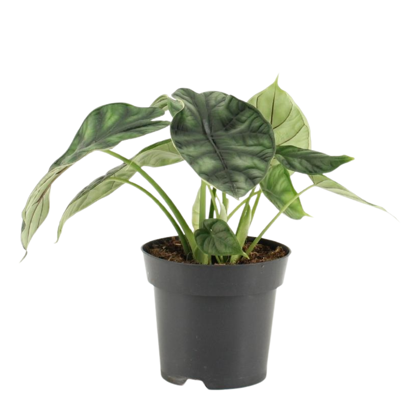 Alocasia Dragon Scale - ⭥25cm