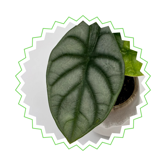Alocasia Dragon Scale - ⭥25cm
