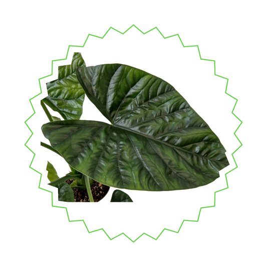 Alocasia Lukiwan - ⭥20cm