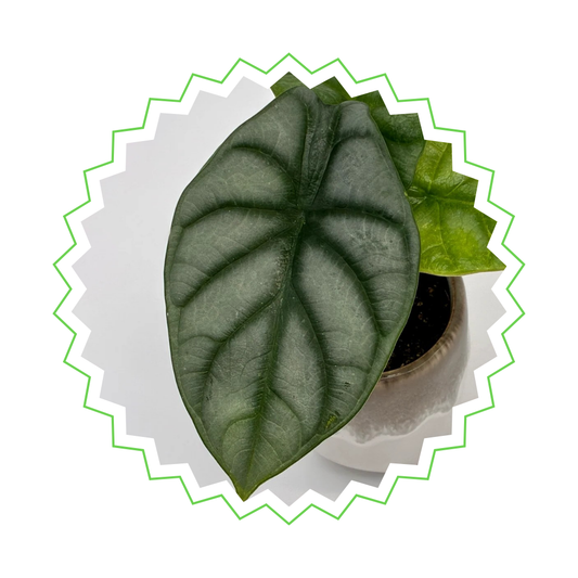Alocasia Silver Dragon - ⭥25cm
