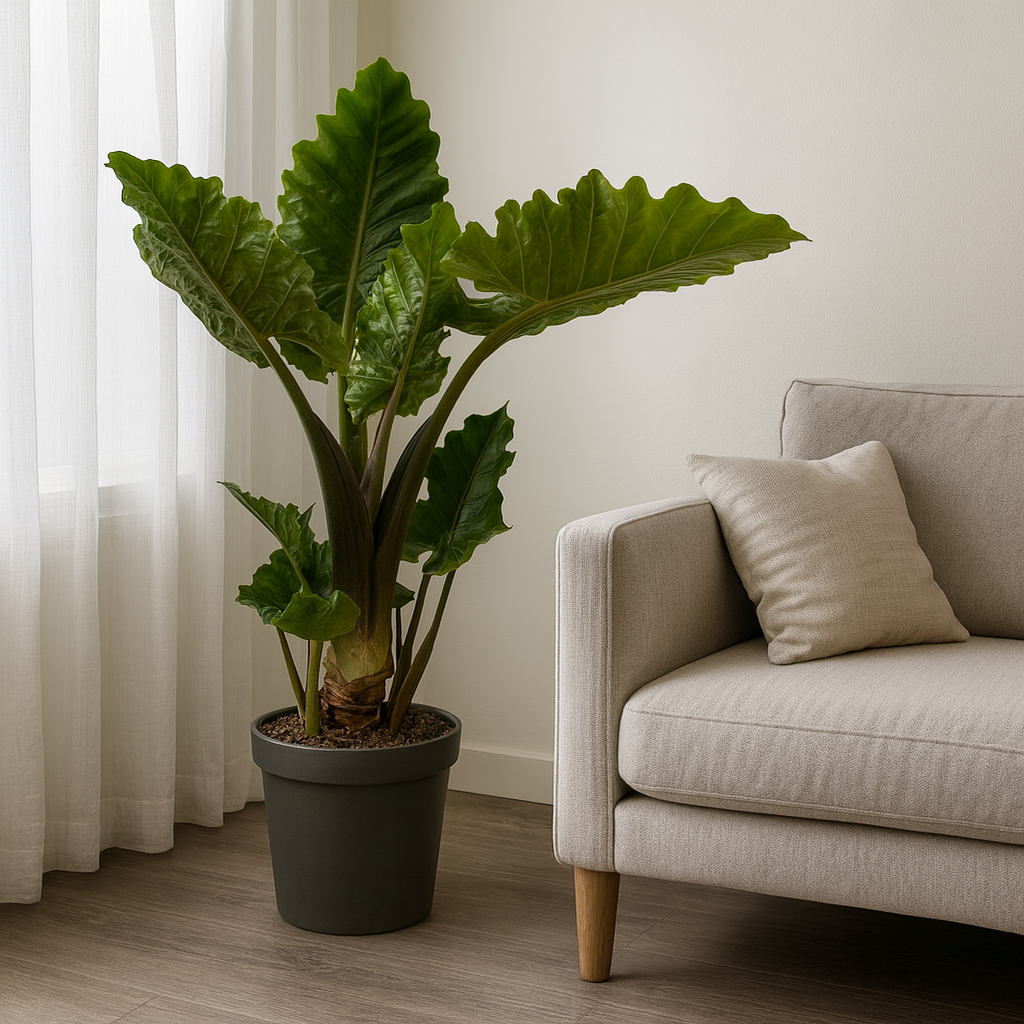 Alocasia Low Rider - ⭥75cm