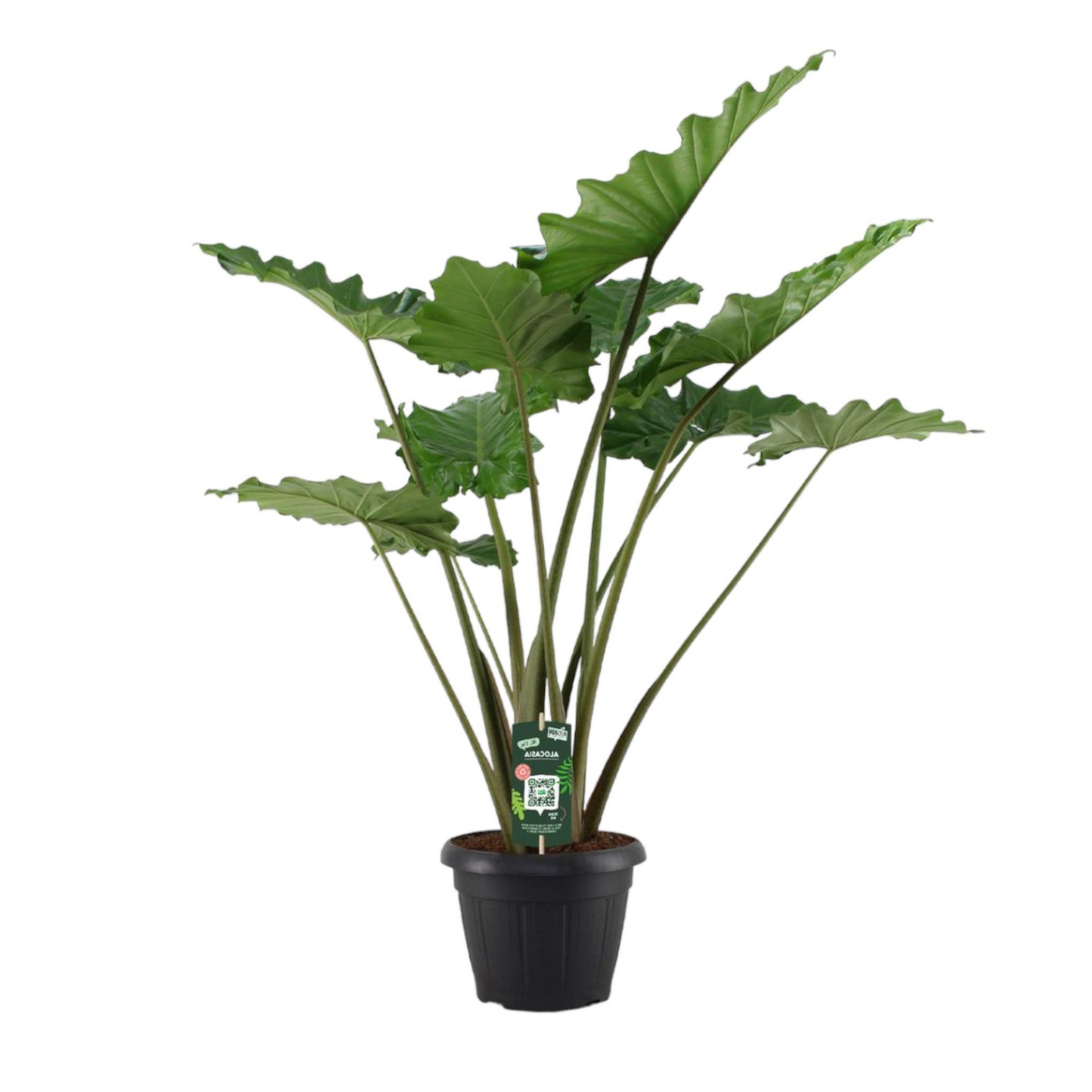 Alocasia Portodora - "Wellen-Elefantenohr" - ⭥140cm