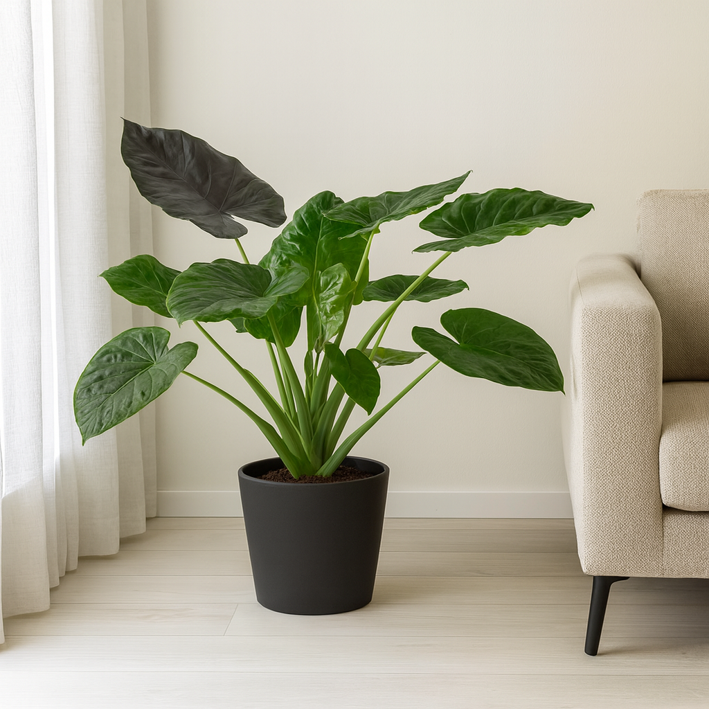 Alocasia Wentii - "Purpur-Elefantenohr" - ⭥120cm