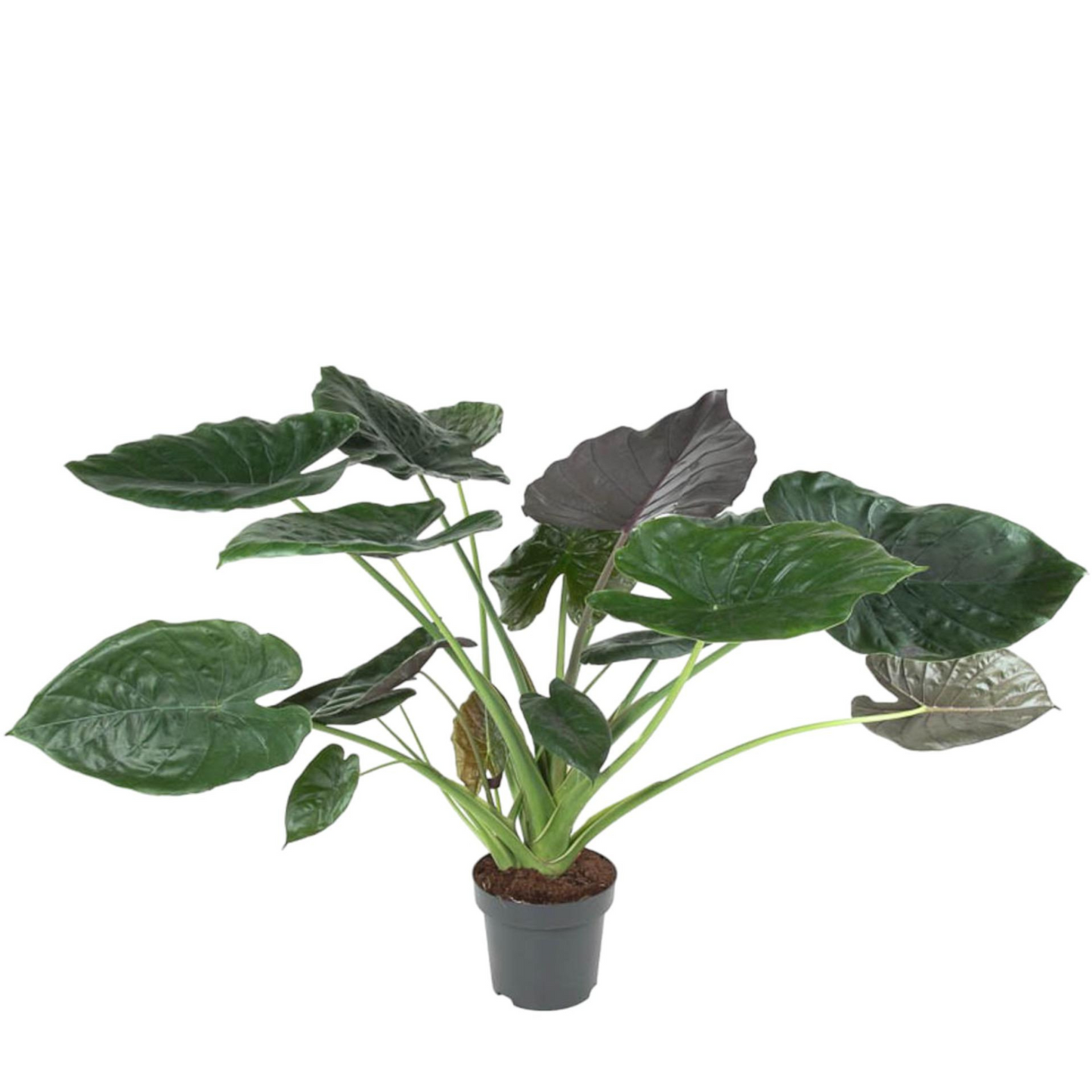 Alocasia Wentii - "Purpur-Elefantenohr" - ⭥120cm