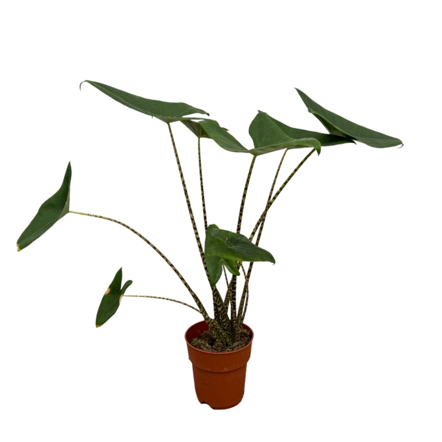 Alocasia Zebrina - "Zebrapflanze" - ⭥80cm