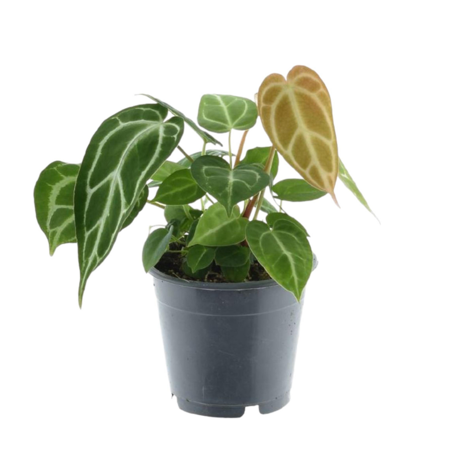 Anthurium Crystallinum - ⭥35cm