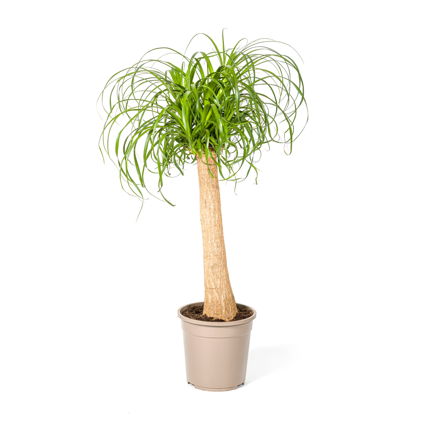 Beaucarnea Recurvata - "Elefantenfuß" - ⭥90cm