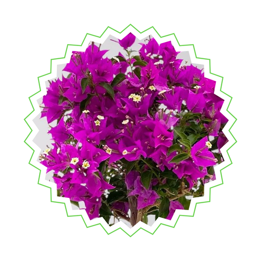 Bougainvillea auf Stamm - "Drillingsblume" - ⭥110cm