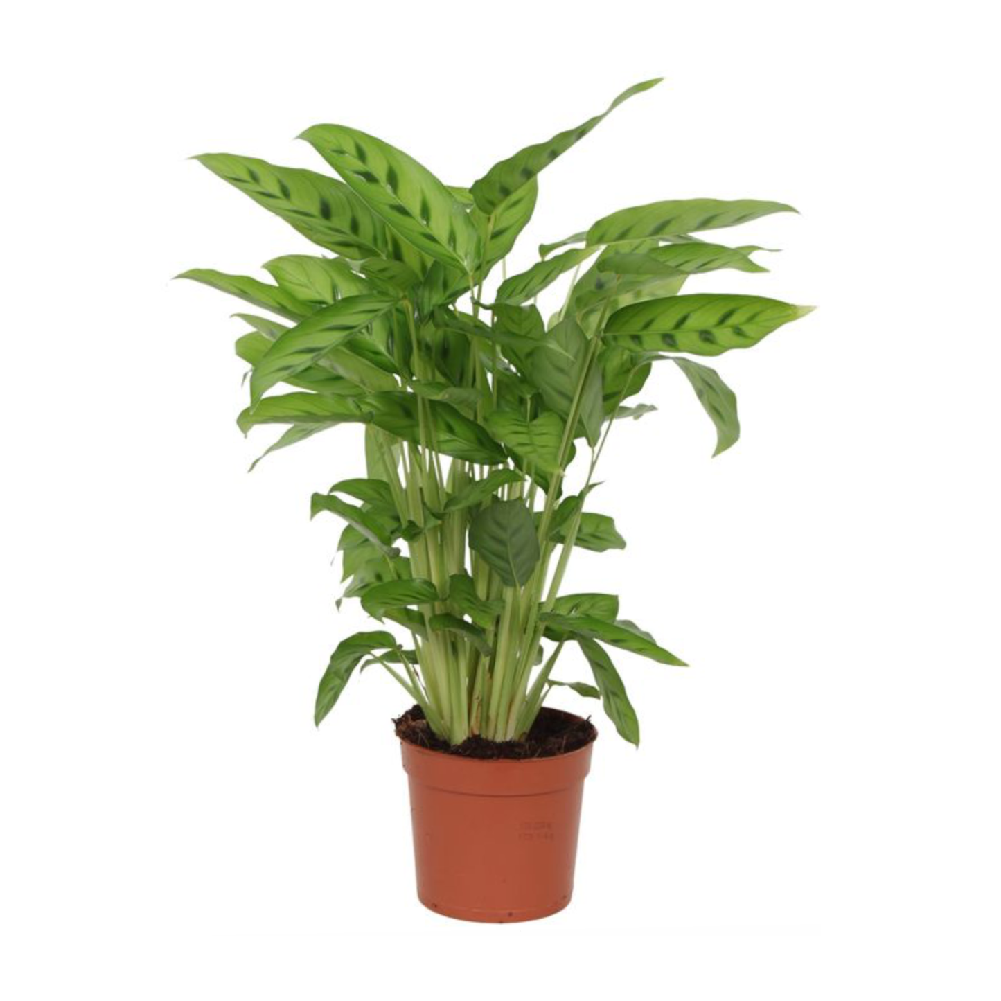 Calathea Leopardina - ⭥40cm