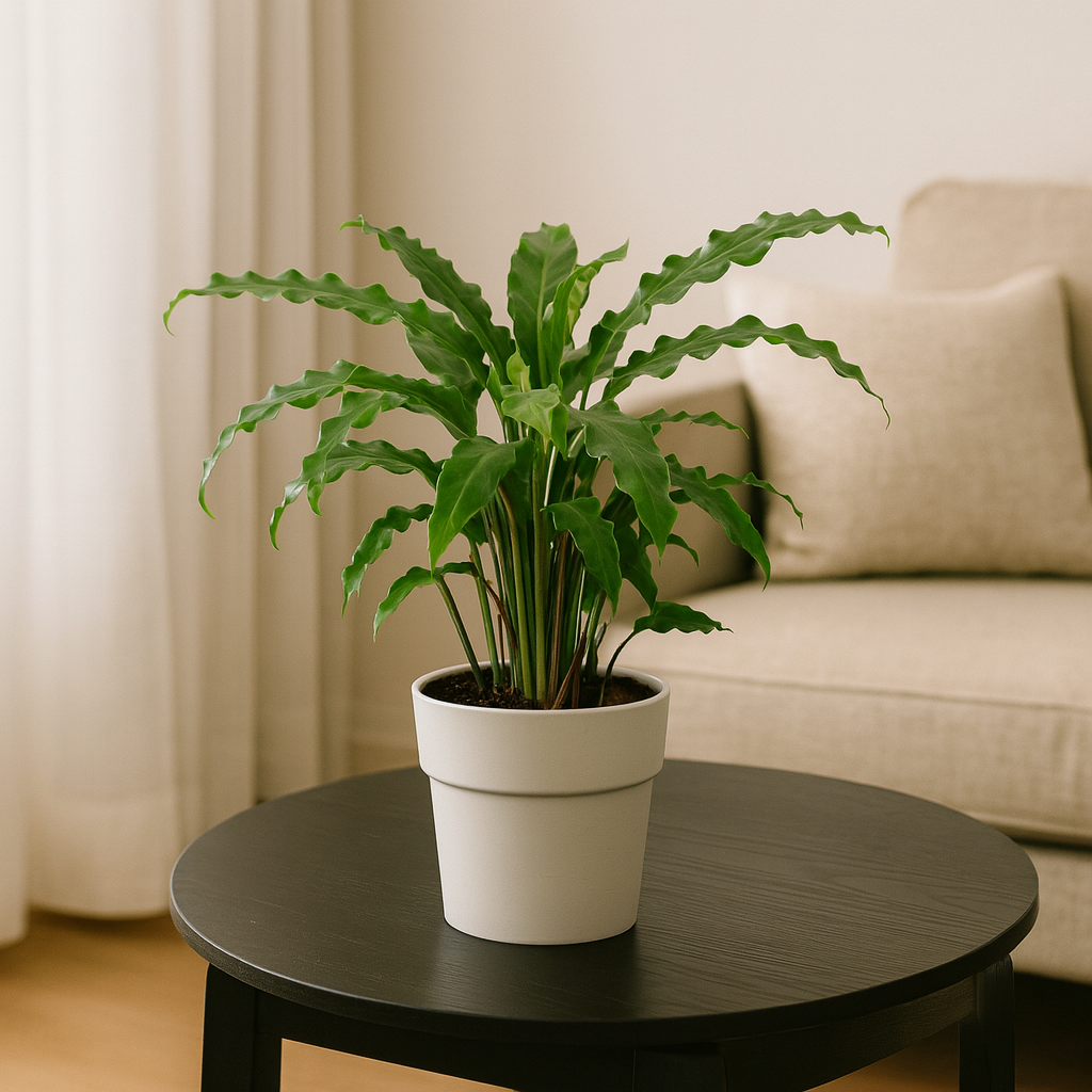 calathea bluegrass pflege Calathea Bluegrass ⭥35cm