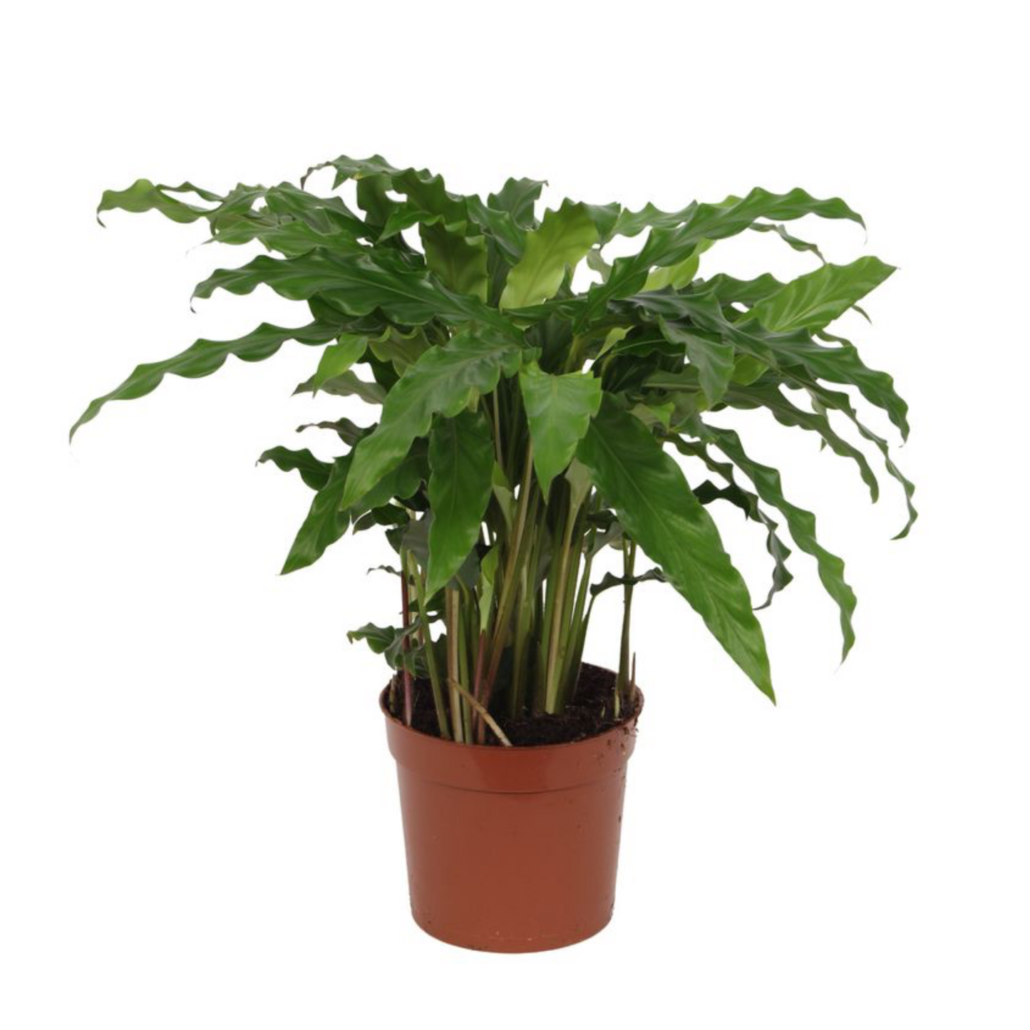 Calathea Bluegrass - ⭥35cm