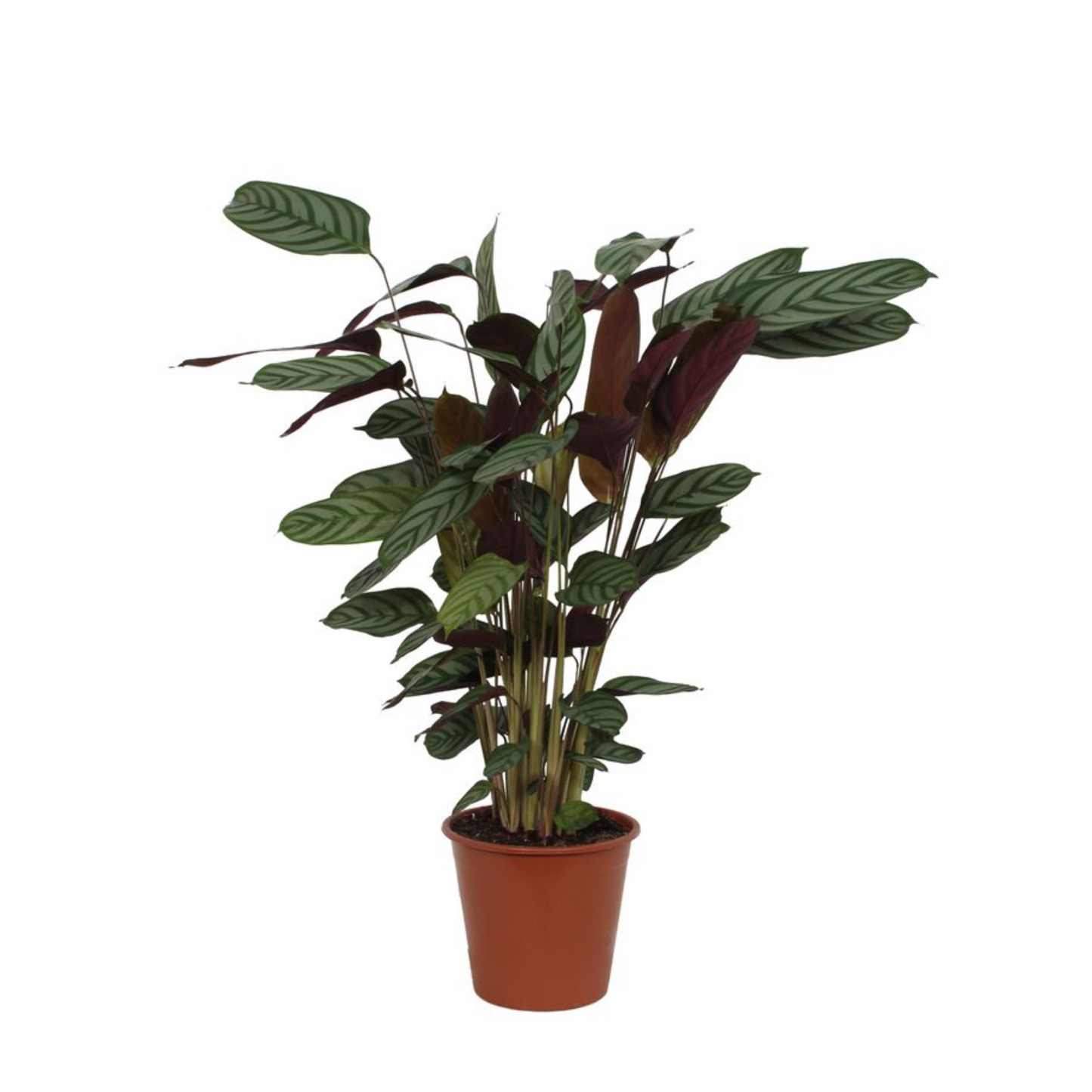 Calathea Compactstar - ⭥90cm