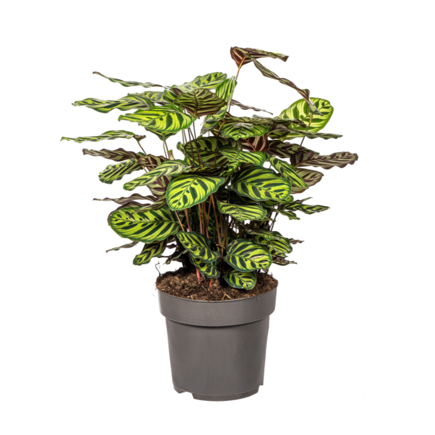 Calathea Makoyana - ⭥70cm