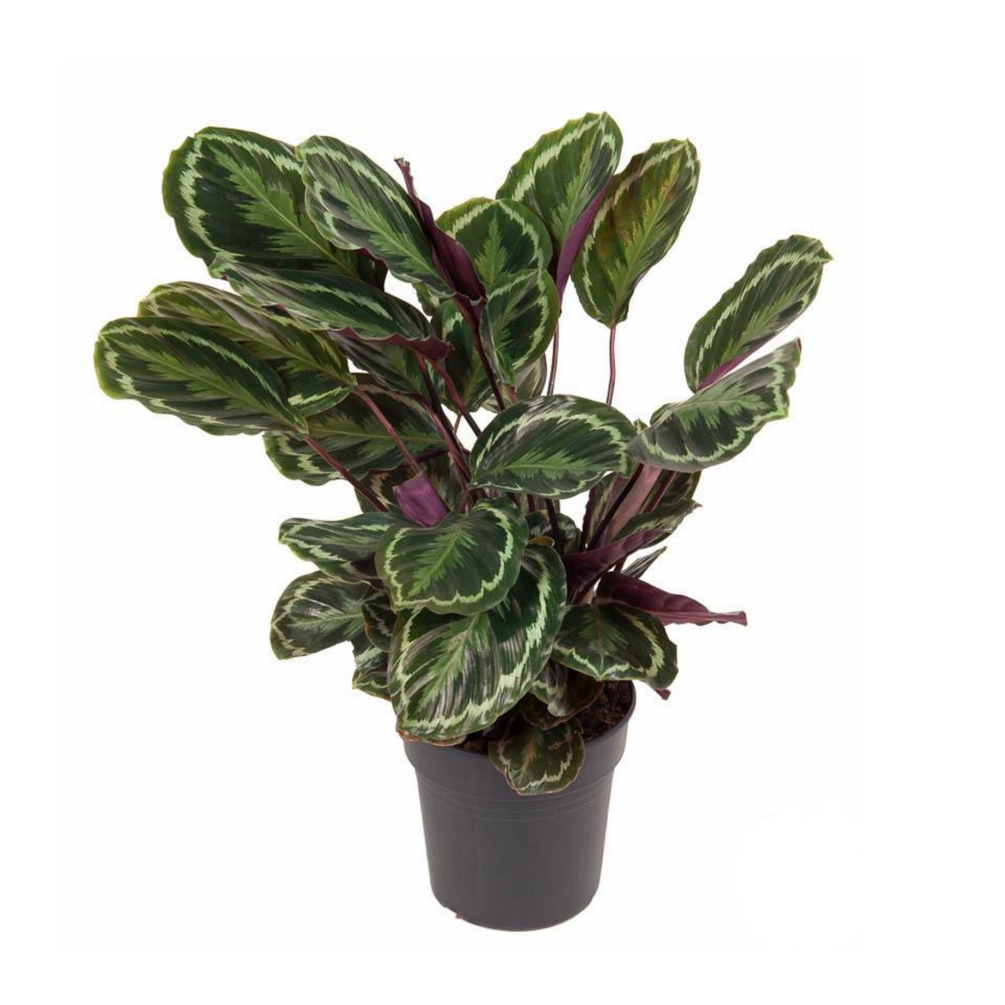 Calathea Medallion - ⭥80cm