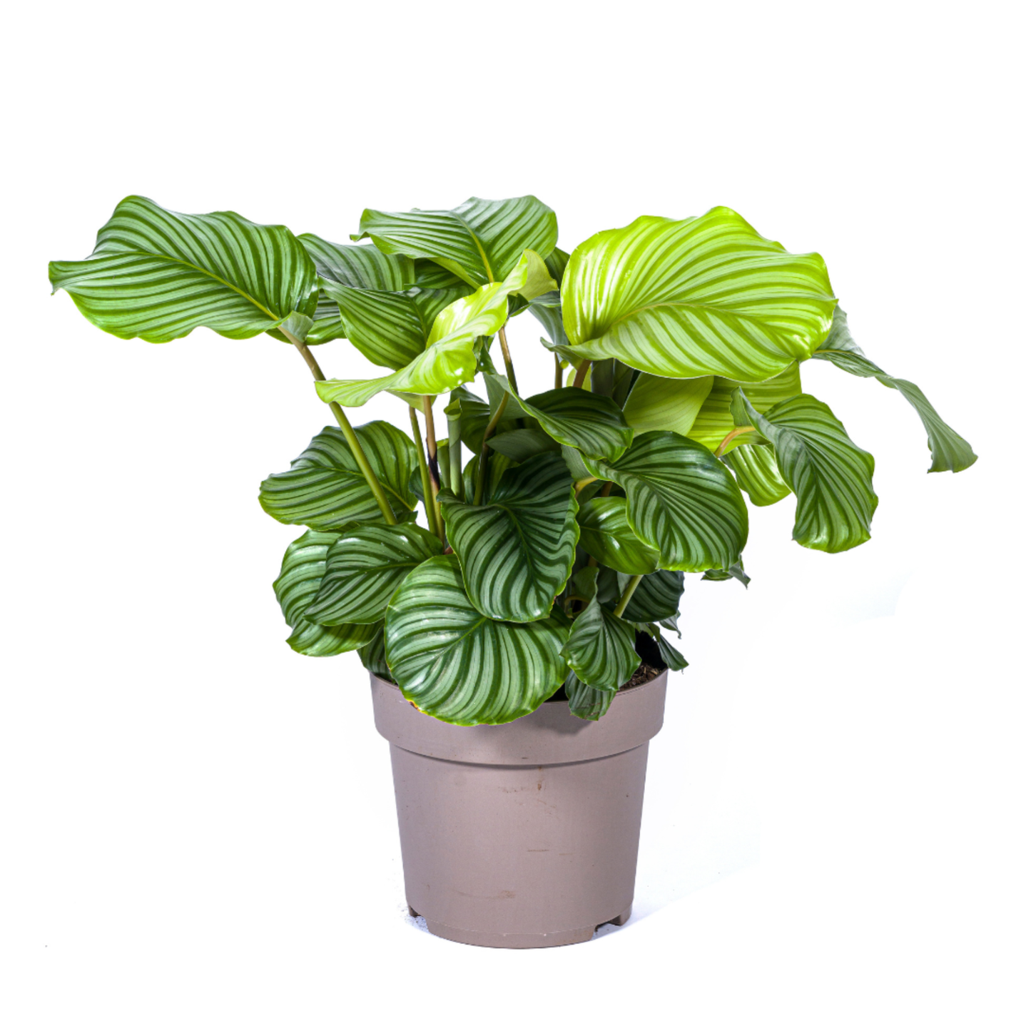 Calathea Orbifolia - ⭥80cm