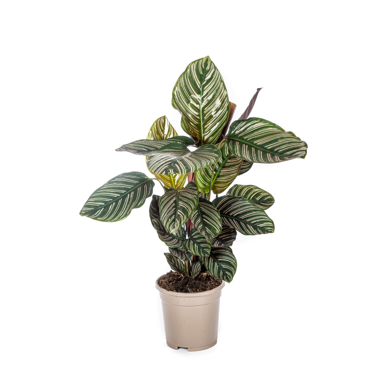 Calathea Sanderiana - ⭥45cm