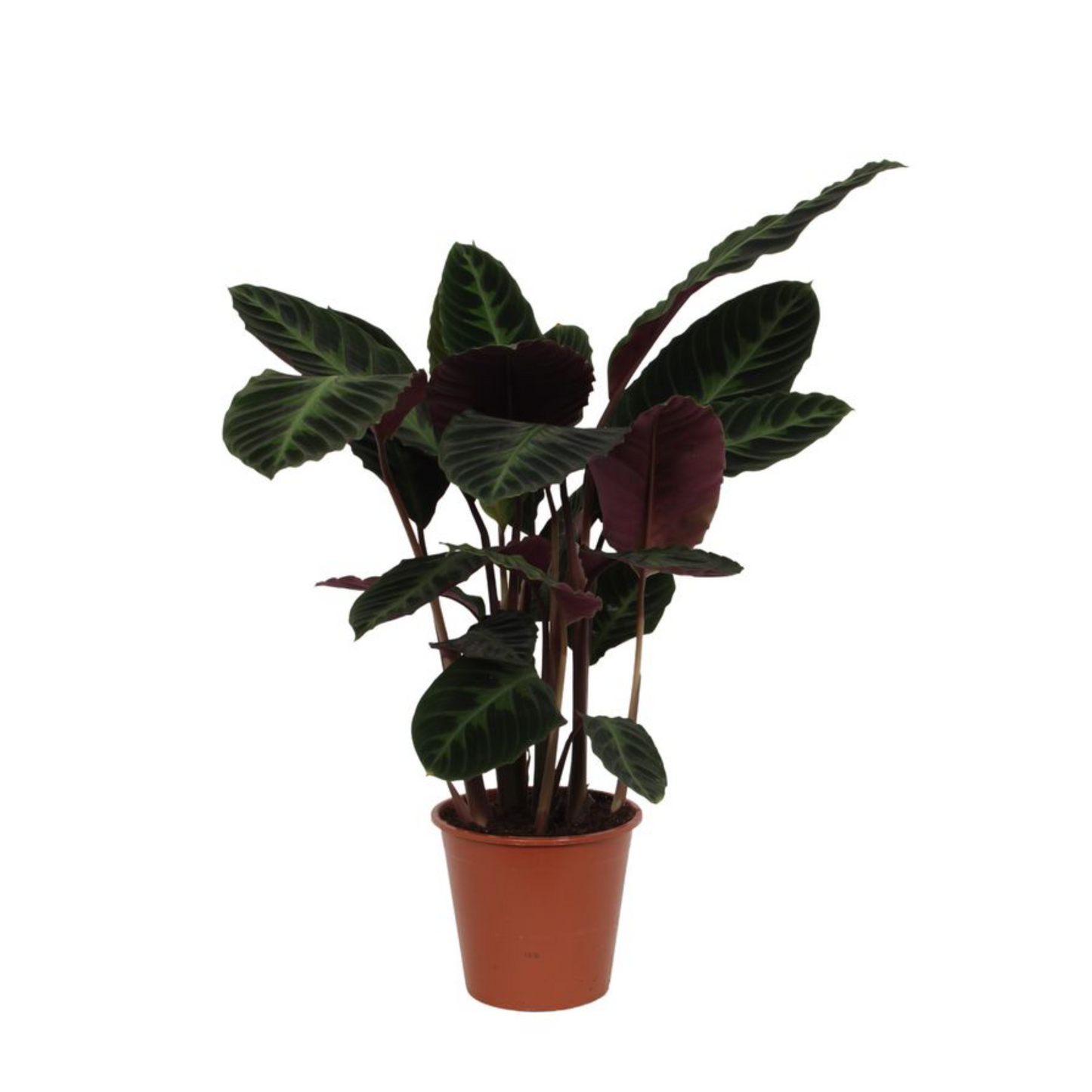 Calathea Warscewiczii - ⭥100cm