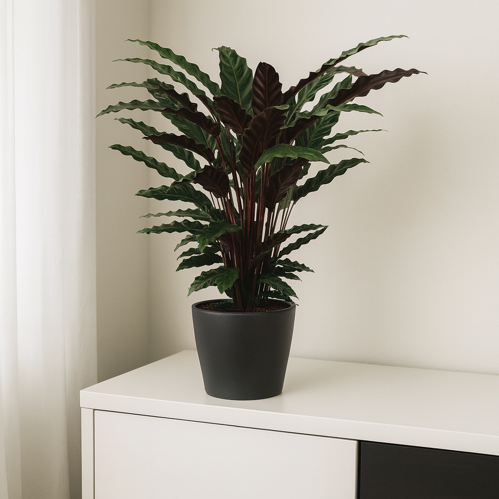 Calathea Wavestar 80cm | grtnerfrische Zimmerpflanze kaufen  My Home  Plant