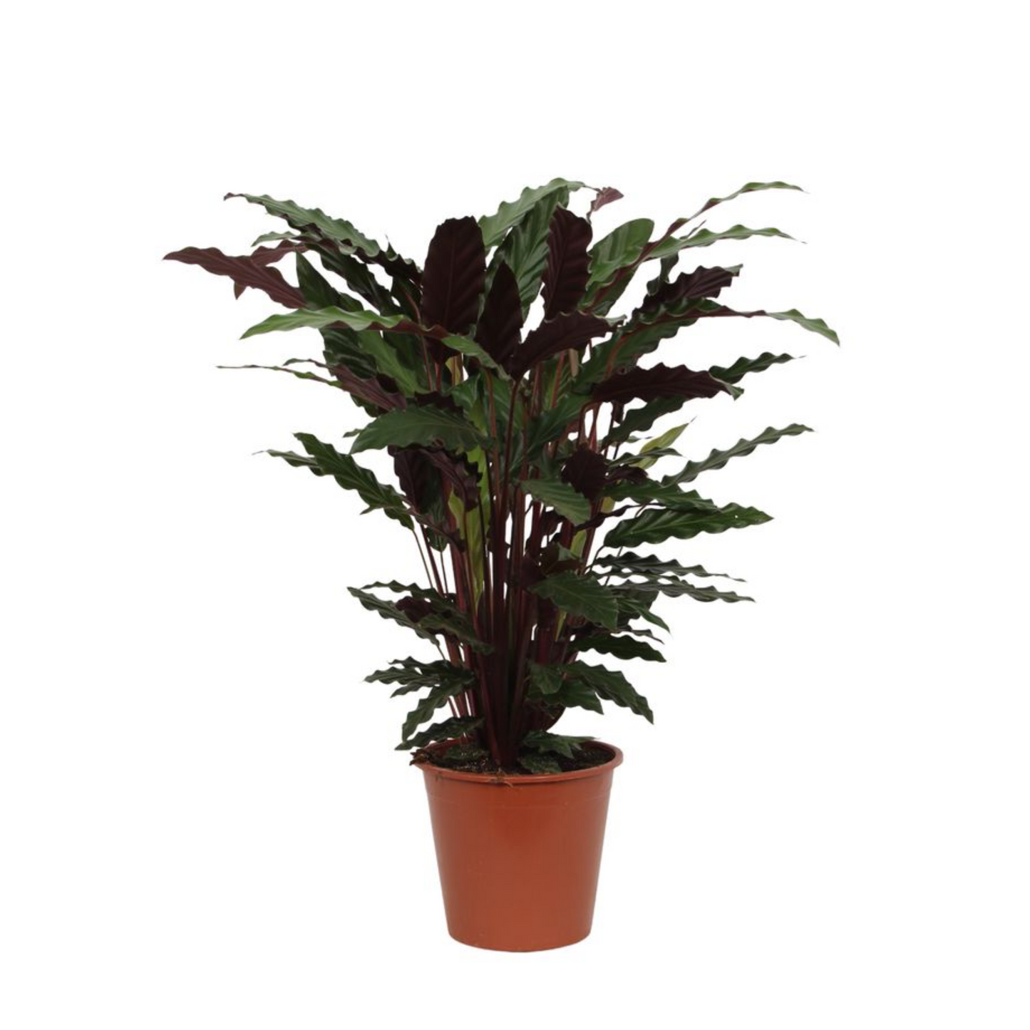 Calathea Wavestar - ⭥80cm