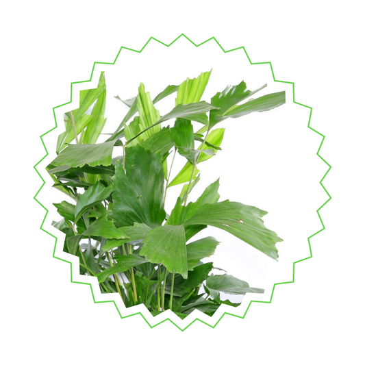 Caryota Mitis - "Fischschwanzpalme" - ⭥140cm