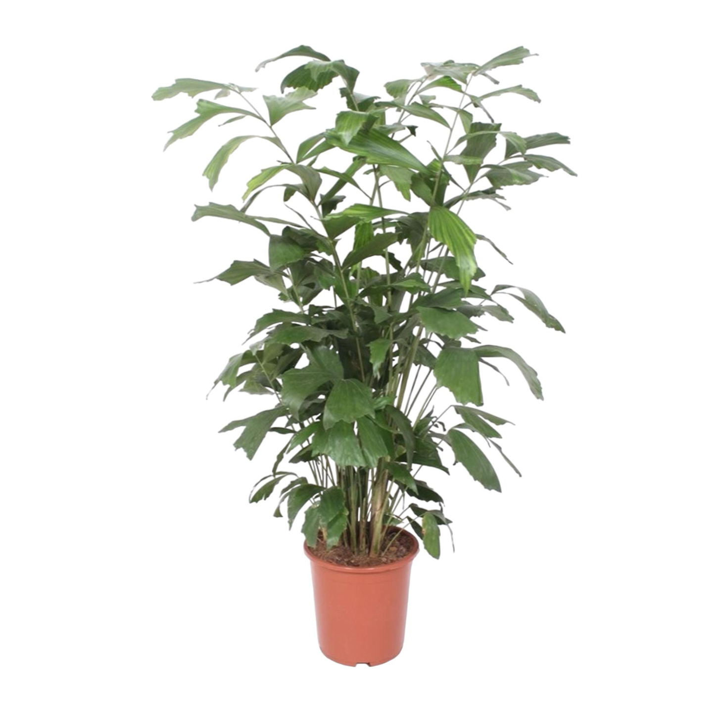 Caryota Mitis - "Fischschwanzpalme" - ⭥140cm