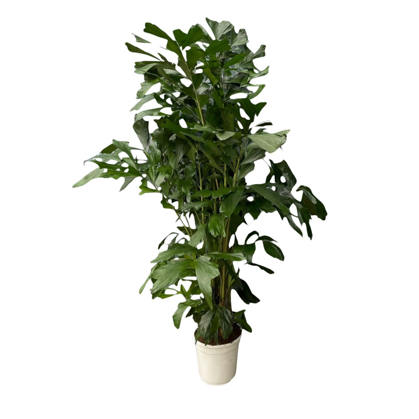 Caryota Mitis - "Fischschwanzpalme" - ⭥180cm