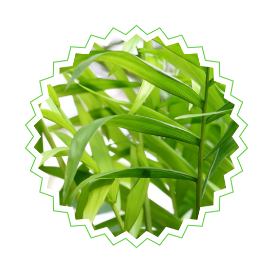 Chamaedorea Elegans - "Bergpalme" - ⭥100cm