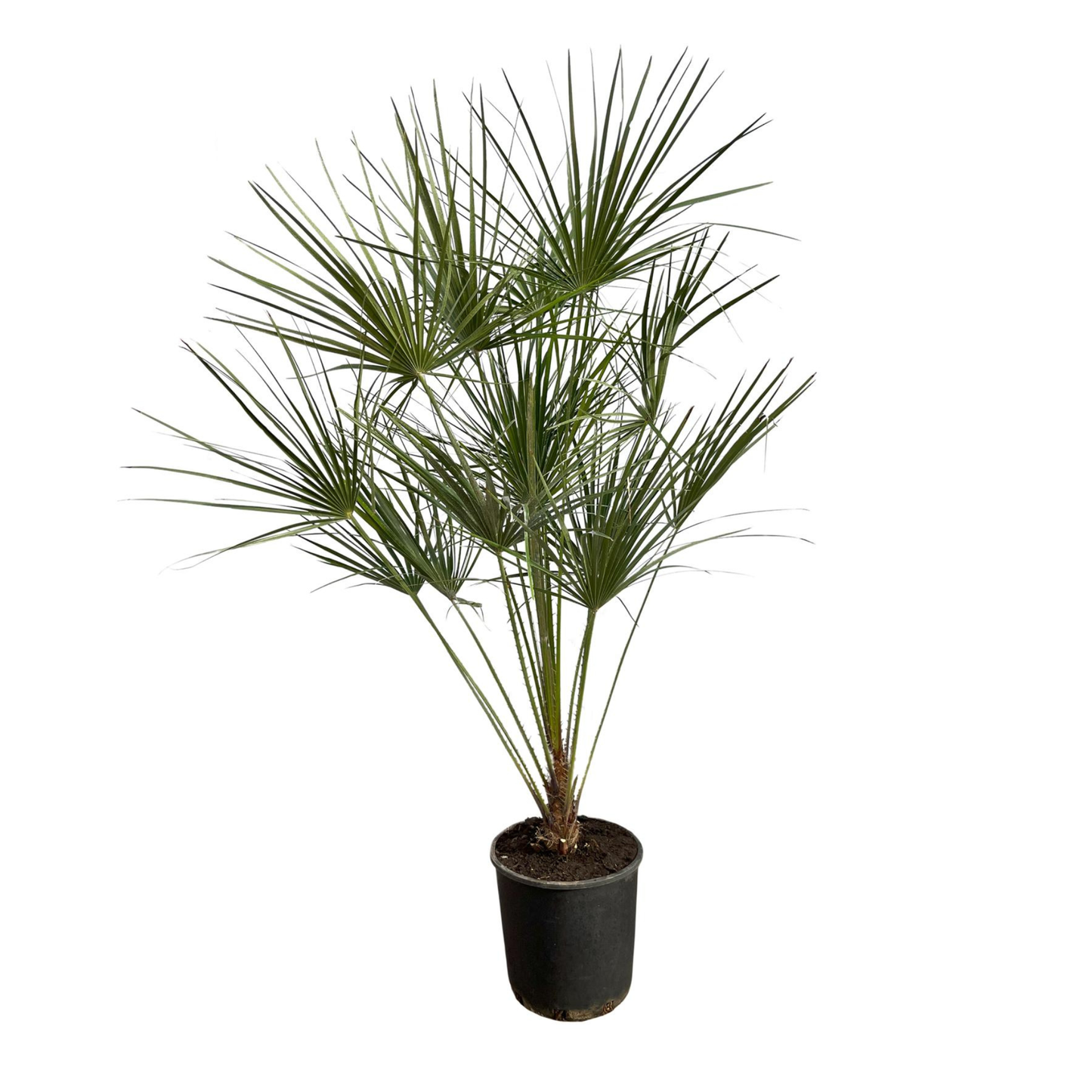 Chamaerops Humilis auf Stamm - "Zwergpalme" - ⭥160cm