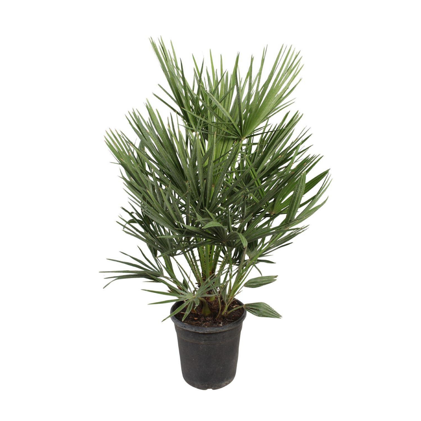Chamaerops Humilis - "Zwergpalme" - ⭥100cm