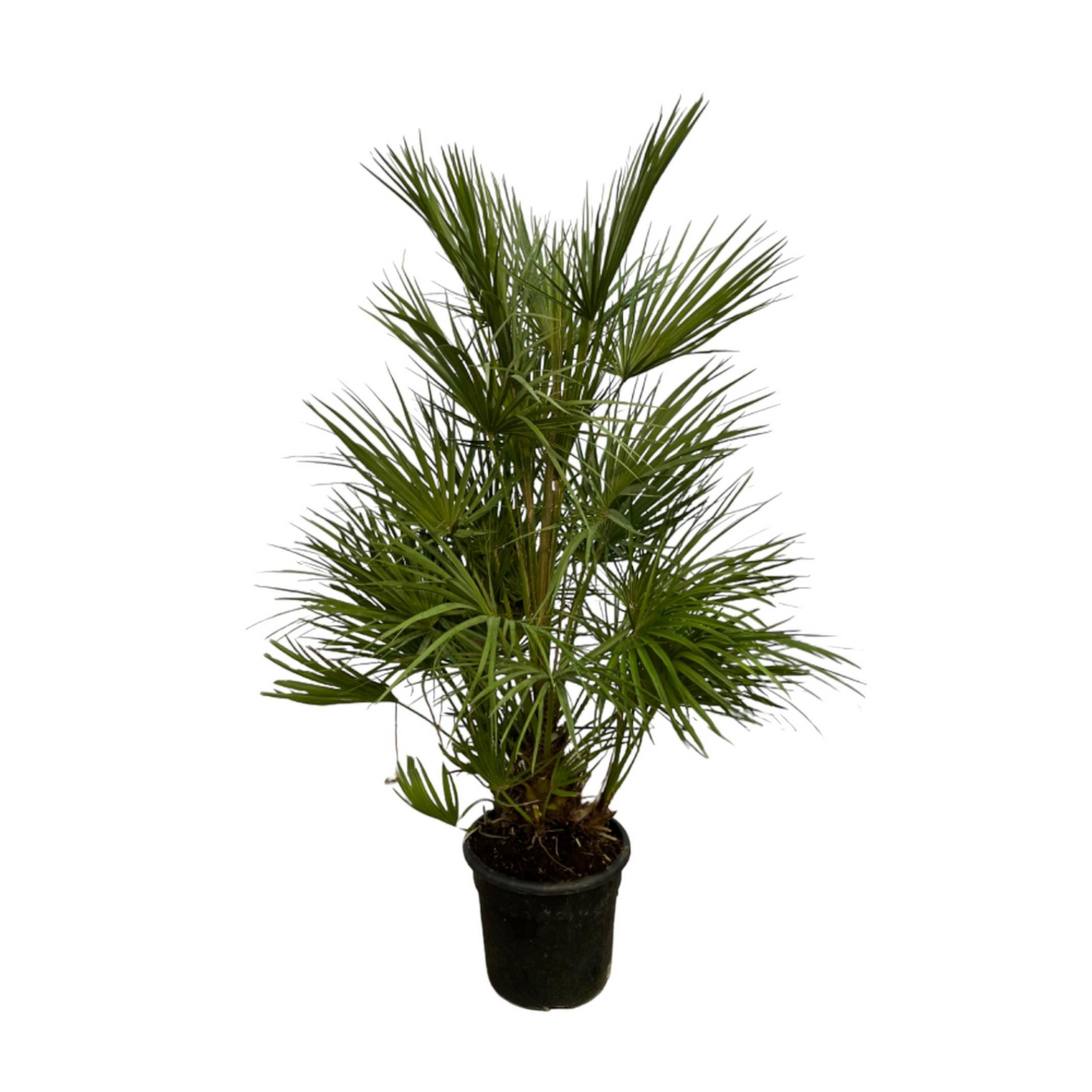 Chamaerops Humilis - "Zwergpalme" - ⭥130cm