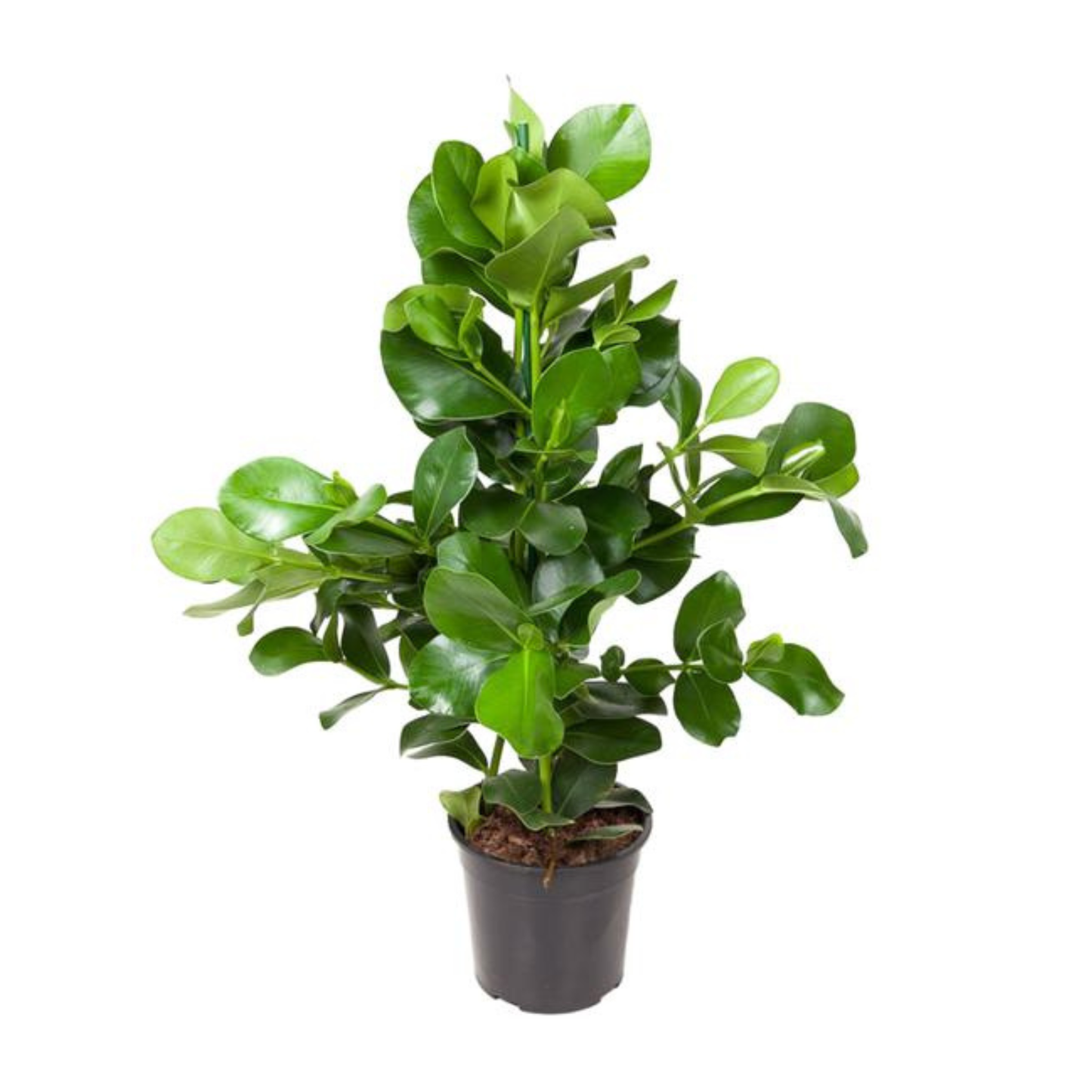 Clusia Rosea - "Balsamapfel" - ⭥100cm