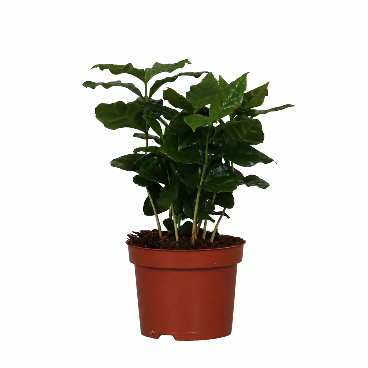 Coffea Arabica - "Kaffeepflanze“ - ⭥25cm