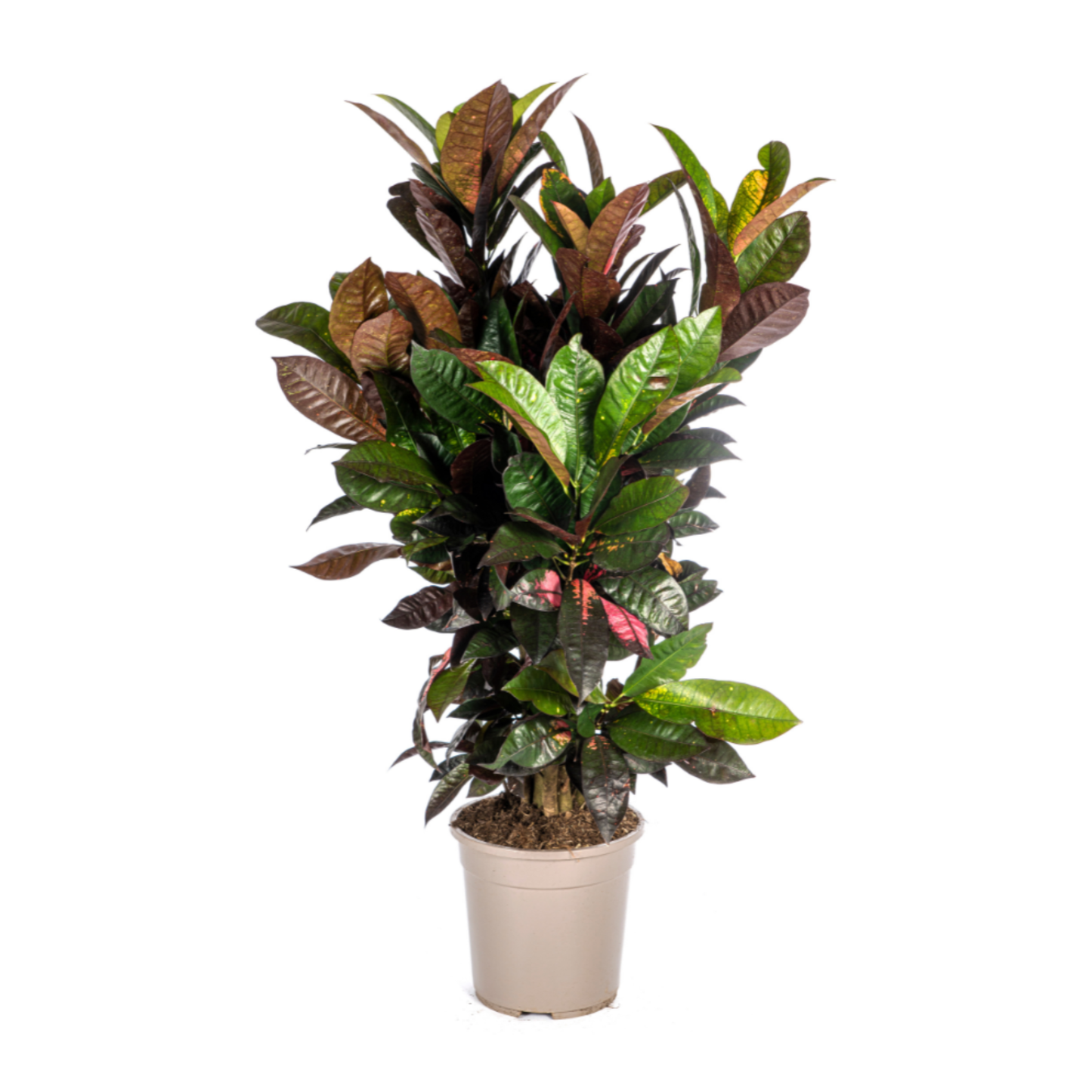 Croton Iceton - "Wunderstrauch" - ⭥90cm