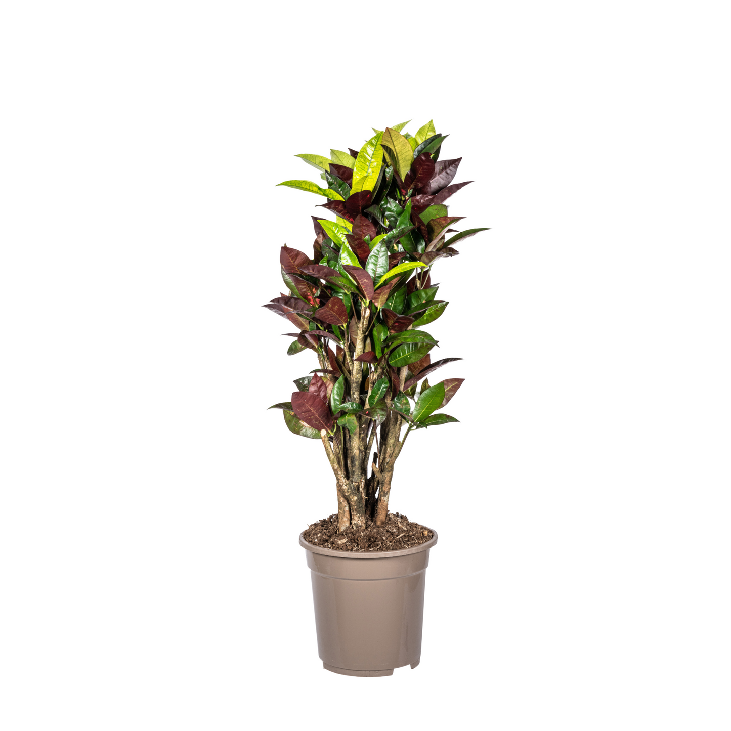Croton Iceton - "Wunderstrauch" - ⭥70cm