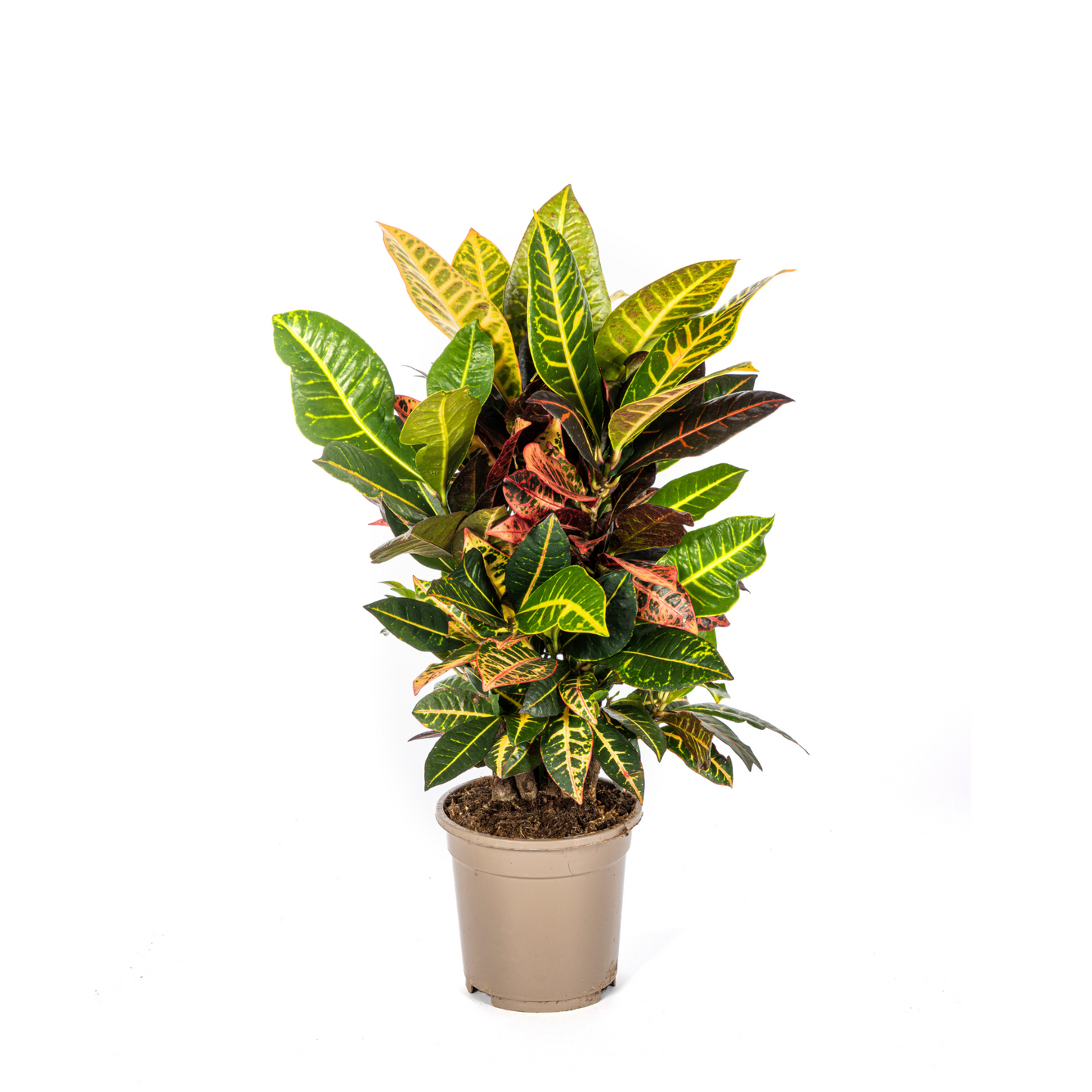 Croton Petra - "Wunderstrauch" - ⭥50cm