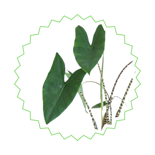 Alocasia Zebrina - "Zebrapflanze" - ⭥80cm