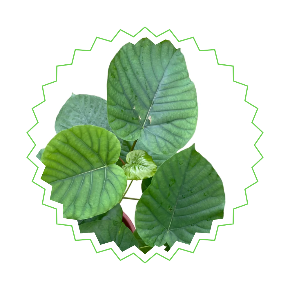Ficus Umbellata - "Afrikanische Feige" - ⭥180cm